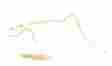 Avl623skls Av-jefe For Sennheiser Wireless Ew 300 500 Mini Sweat Resistant Tan Beige Headset Mic